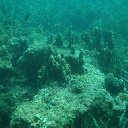 Arrecife Barrera de Posidonia