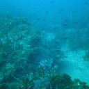 Arrecife Barrera de Posidonia